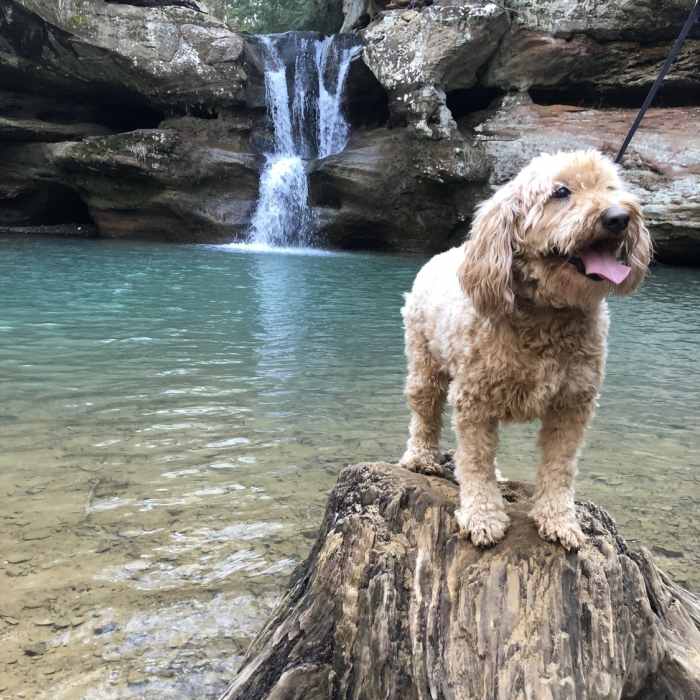 Kharma is standing on the stump. She loved the walk, except she was not allowed in the water. Near Gorge Overlook Trail