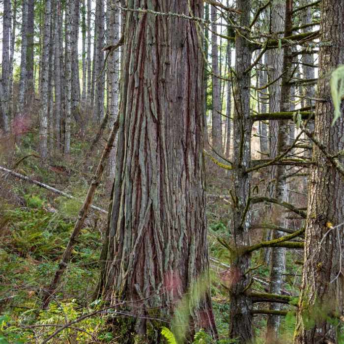 Near Cooper Creek Reservoir Trail
