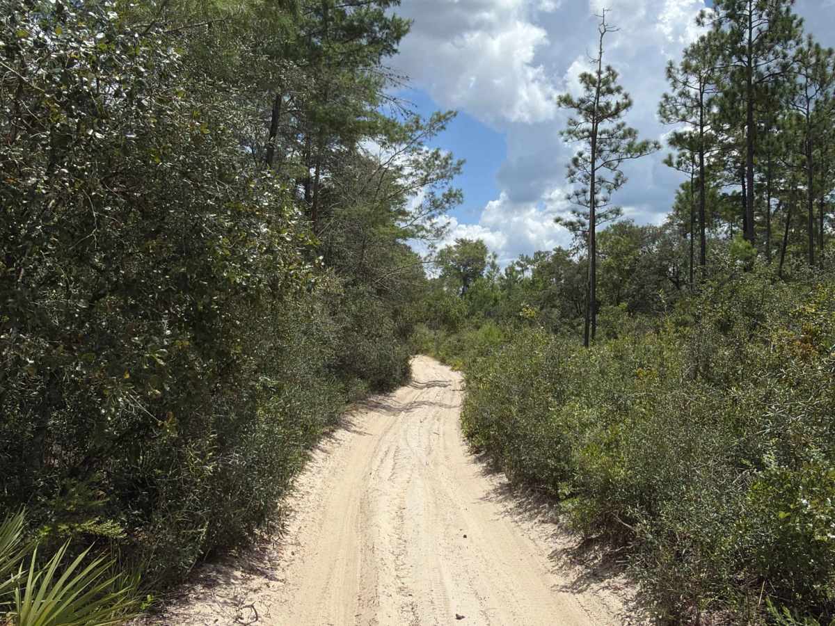 Ocala National Forest - 445-2.3 photo 6