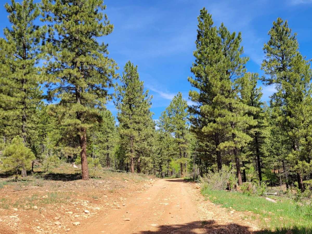 Turkey Track Loop - #17 photo 6