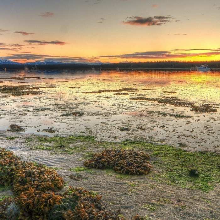 A low-tide view from beside the trail. Photo Credit: NPS Photo/Kyle Pinjuv. Near Bartlett River Trail