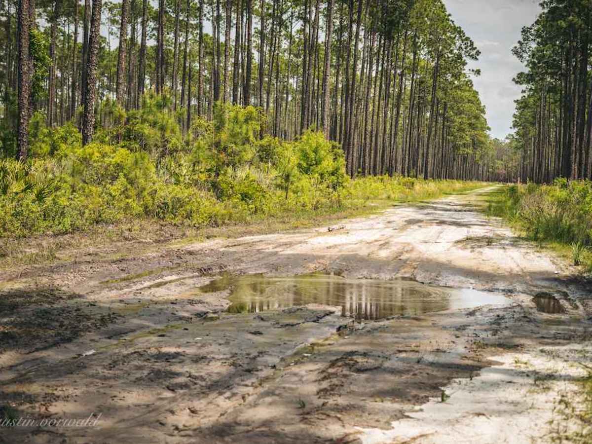 Osceola National Forest FR 235/17 Mile Camp Rd photo 4