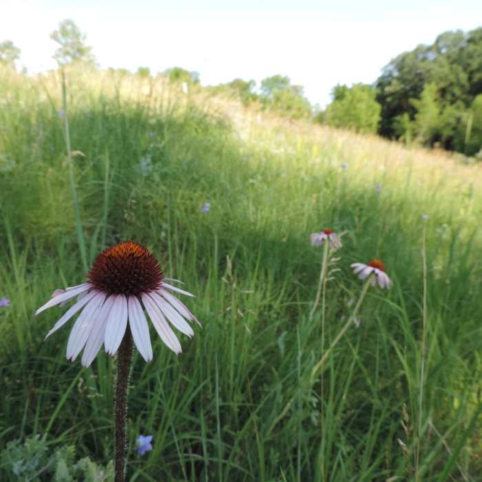 There are lots of beautiful flowers along the trails. Near Moose Head Trail