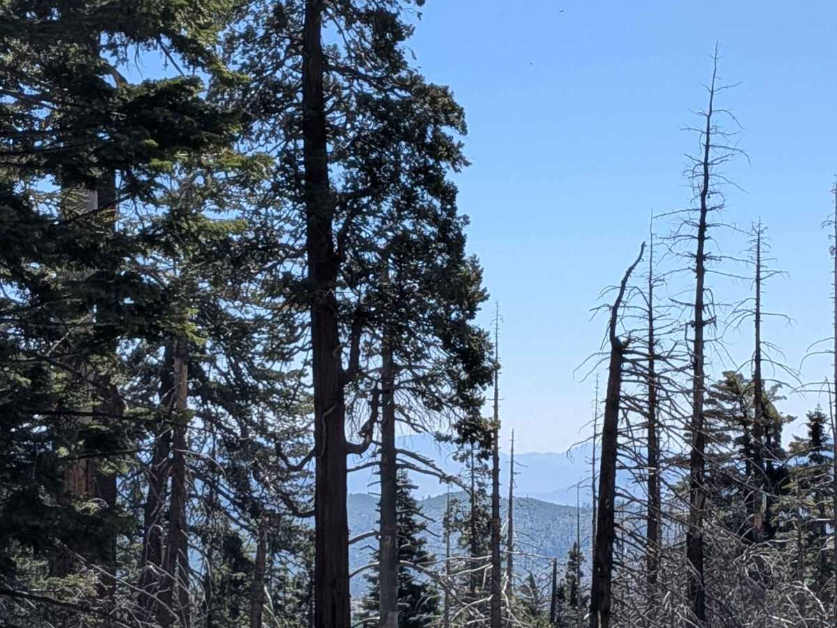 Sunday Peak Trail photo 4