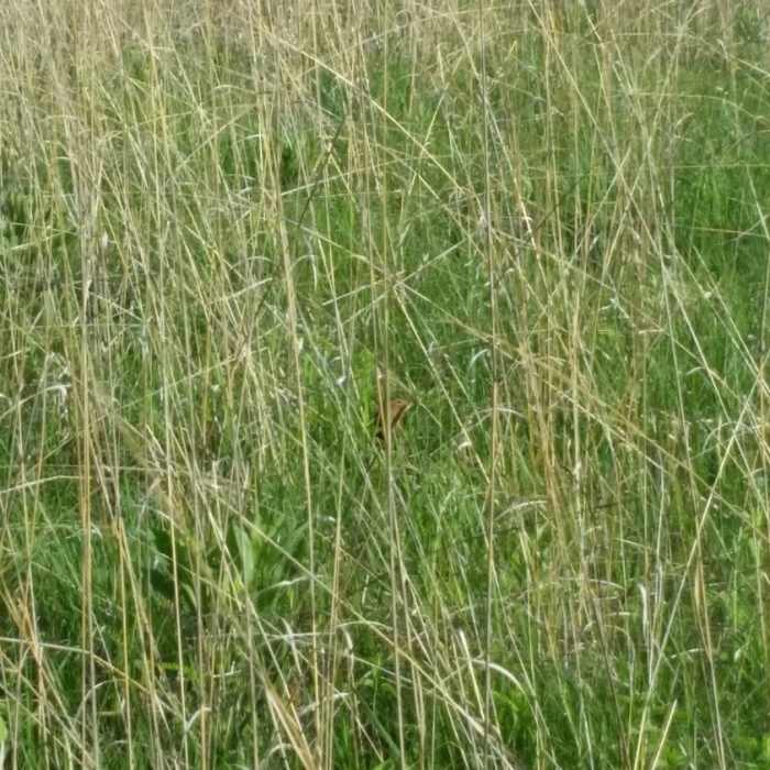 Wild grasses Near William O'Brien Tour