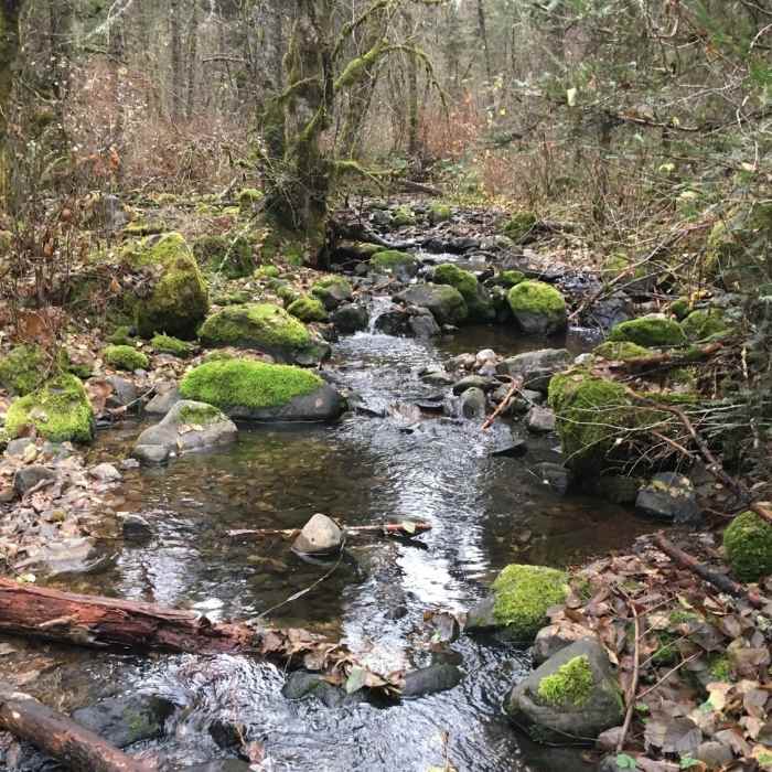 Near West Tiger Creek Trail #3229