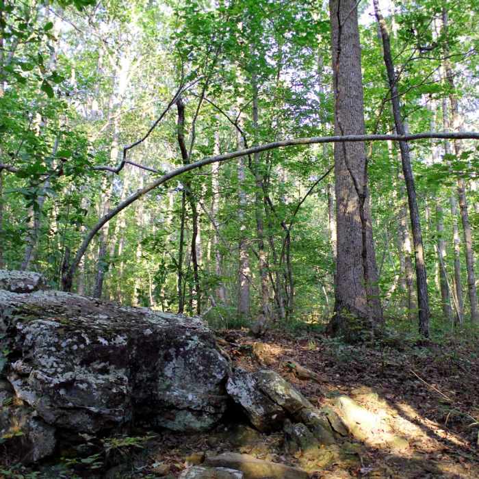 Near Whitaker Point Trail + Hawksbill Crag Near Whitaker Point Trail + Hawksbill Crag