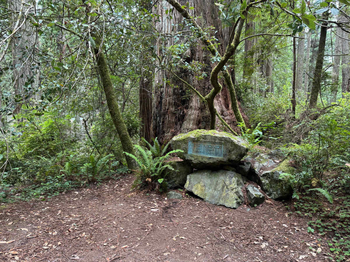 Cal Barrel - Redwood National Park photo 3