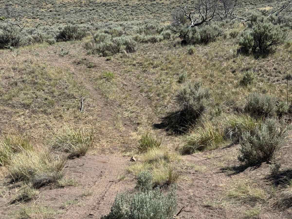 BLM 8464 photo 6