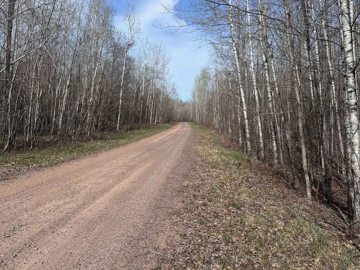 East Arm Forest Road photo 4