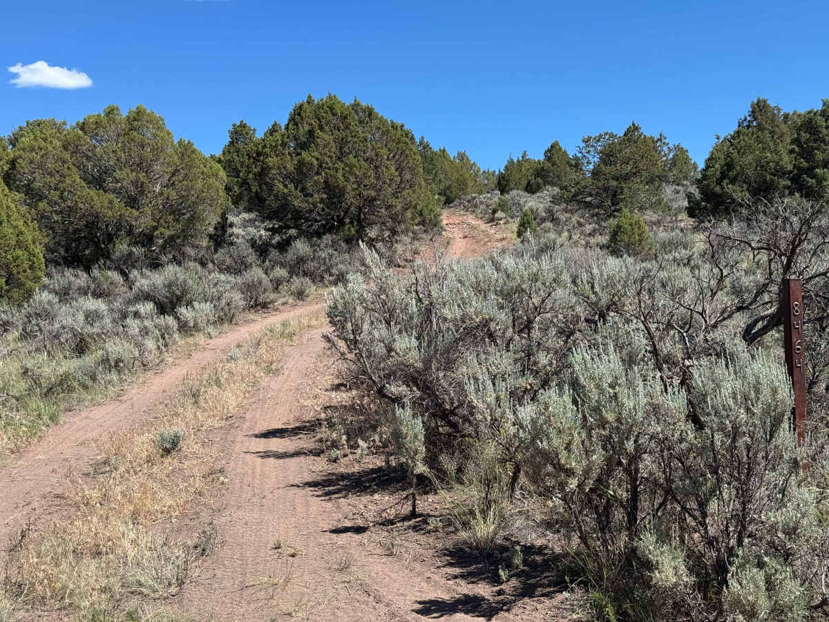 BLM 8464 photo 2