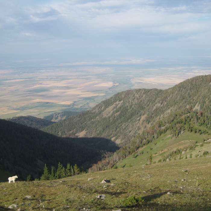 Mountain goat Near Sacagawea Peak