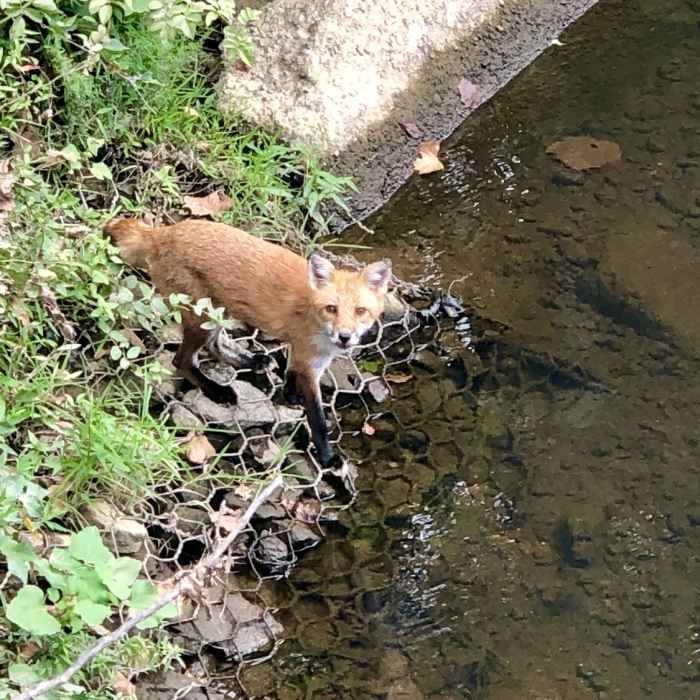 I surprised this red fox who was stopping by the creek for a drink. Near Accotink Creek Two Lookouts Loop