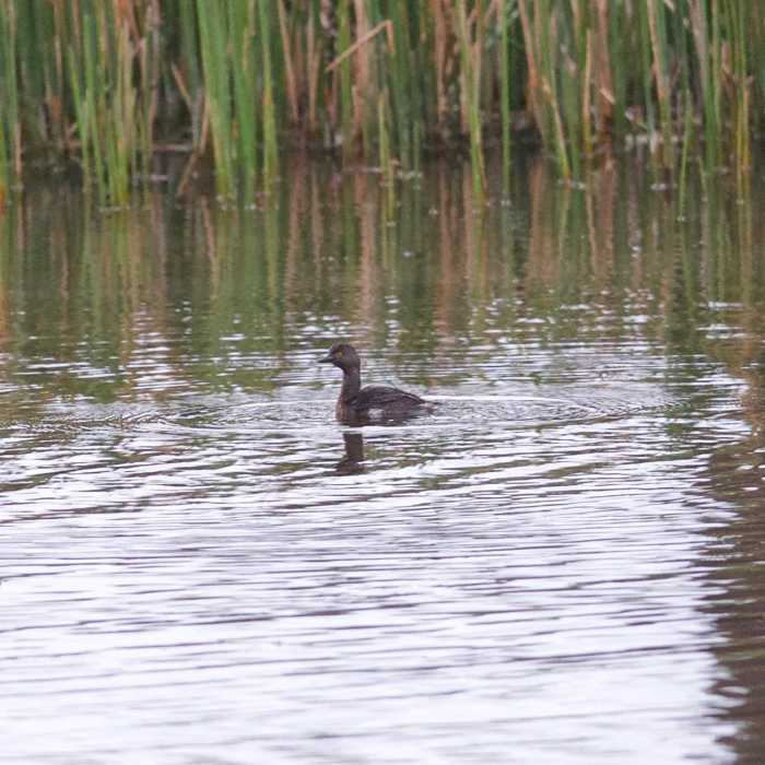 Least Grebe Near Yamato Scrub Natural Area