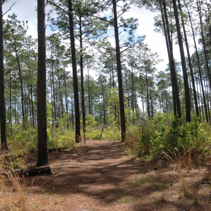 Sandhill Loop is much dryer and more open than other parts of Big Thicket. Near Kirby and Sandhill Loop