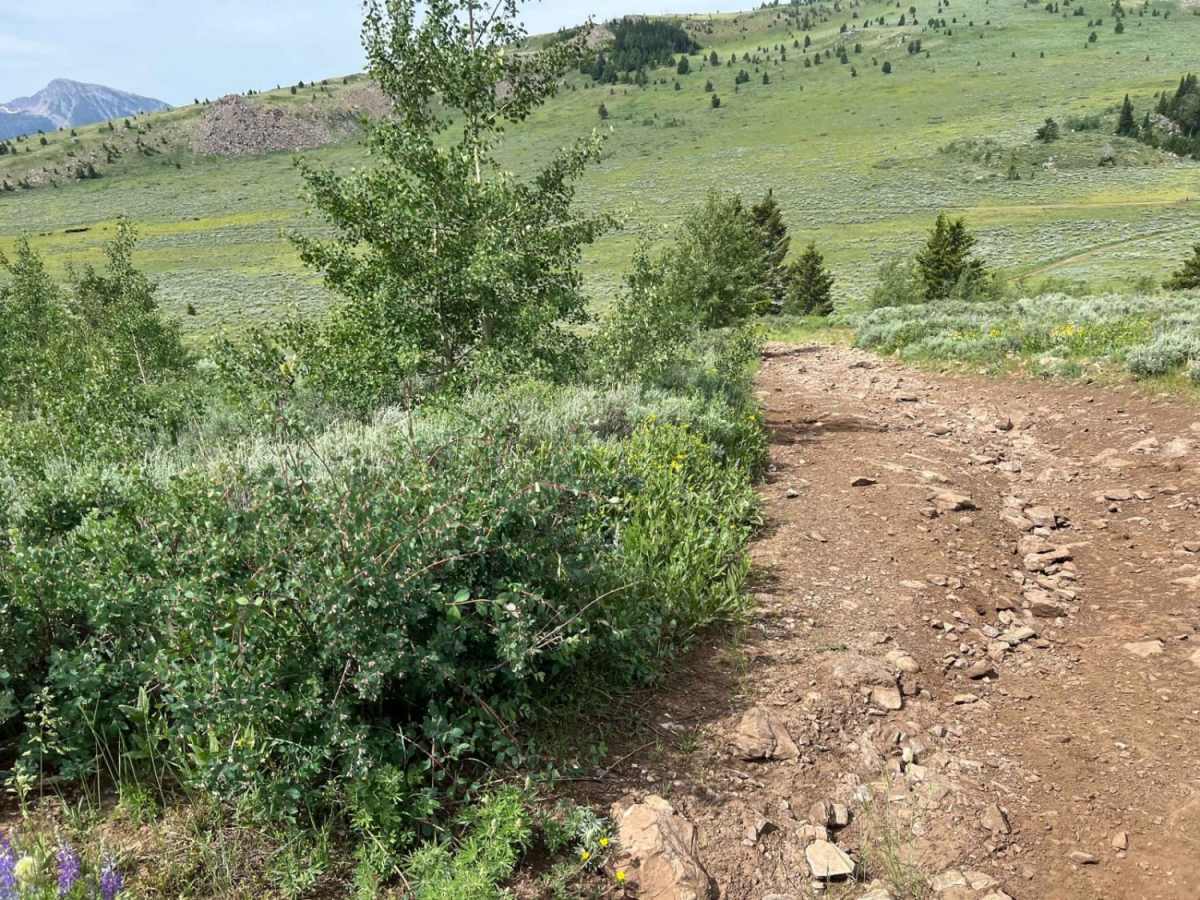 Lone Tree Pass-Deer Mountain Road photo 3