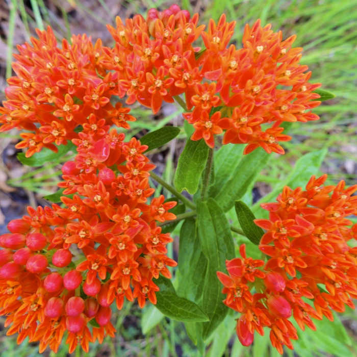 Near Tolleston Dunes Trail