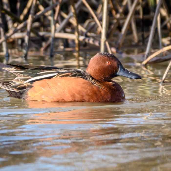 Cinnamon Teal (m) Near Seasonal Wetland Loop
