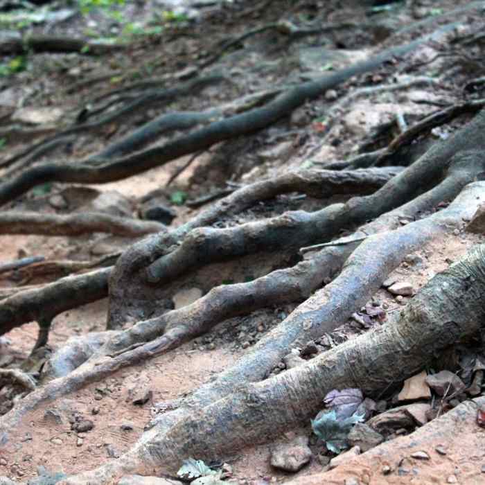 Near Whitaker Point Trail + Hawksbill Crag Near Whitaker Point Trail + Hawksbill Crag