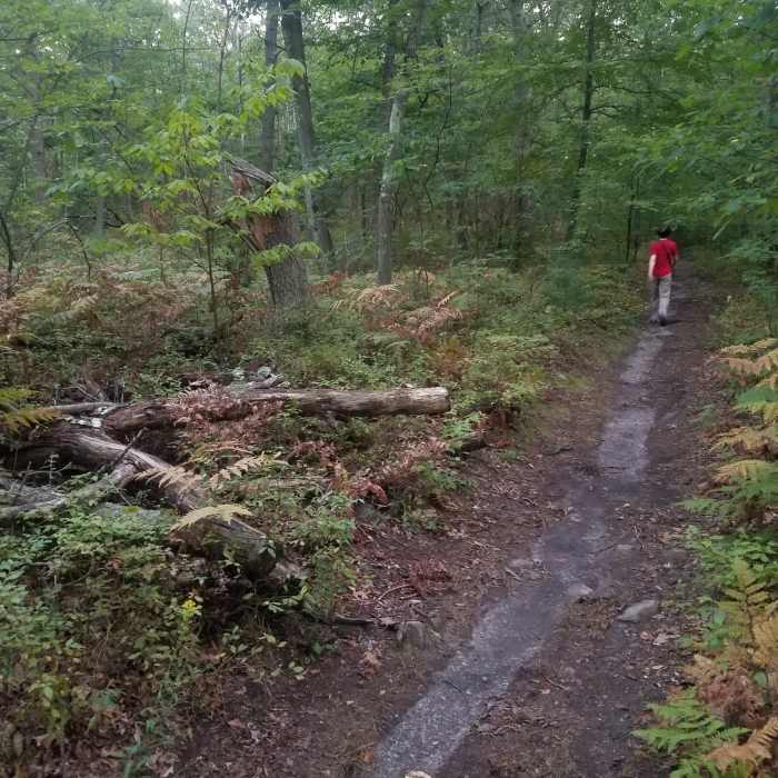 Path in Webster Conservation Area Near Webster Conservation Loop