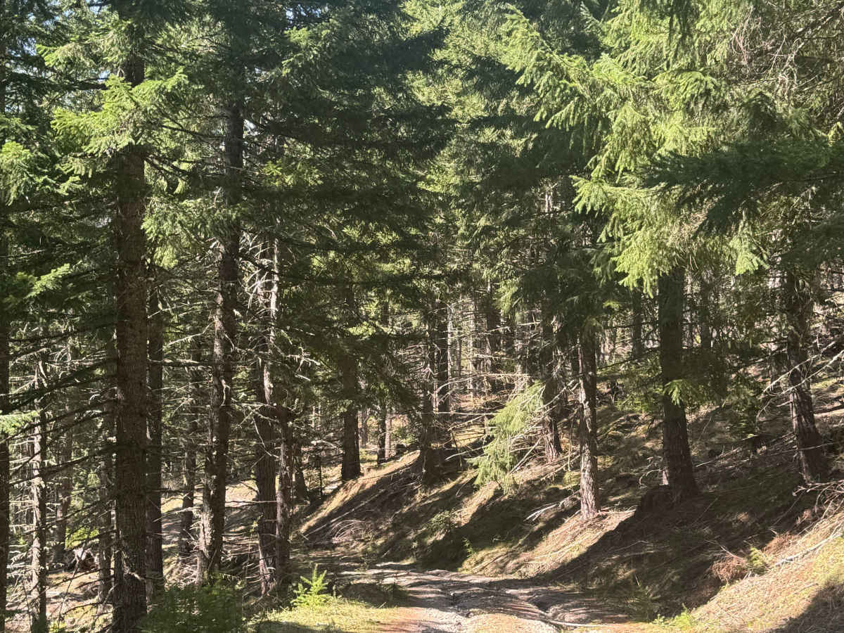 Cortright Junction - FR 4510 photo 6