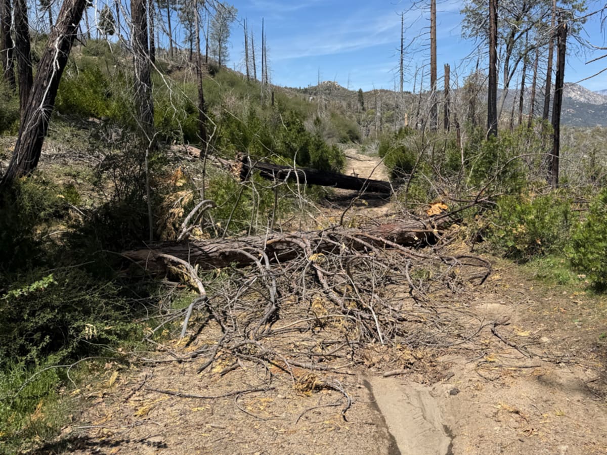 Green for Greenhorn trail photo