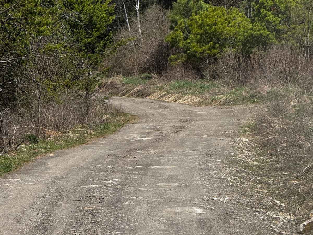 Logway Run Trail photo 4