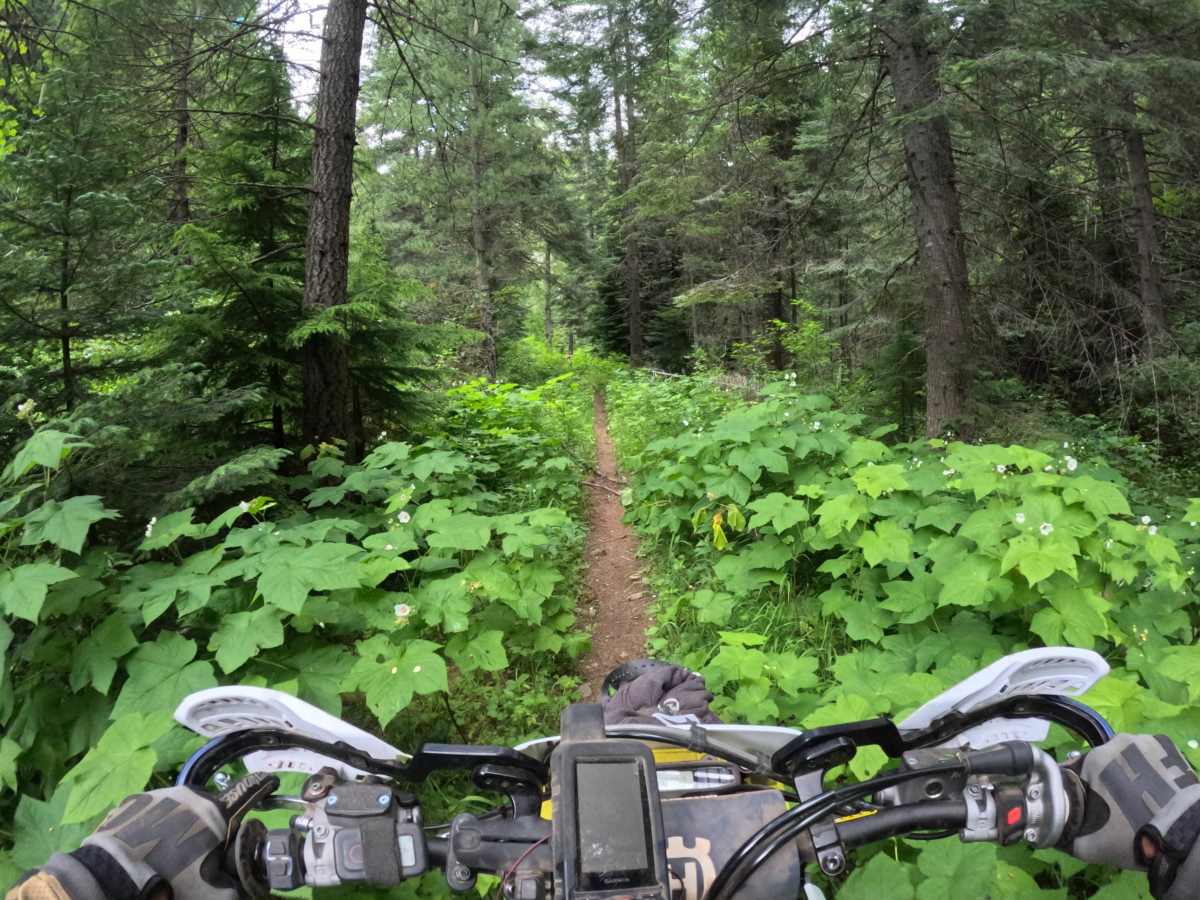 Bronson Meadows Loop photo 5