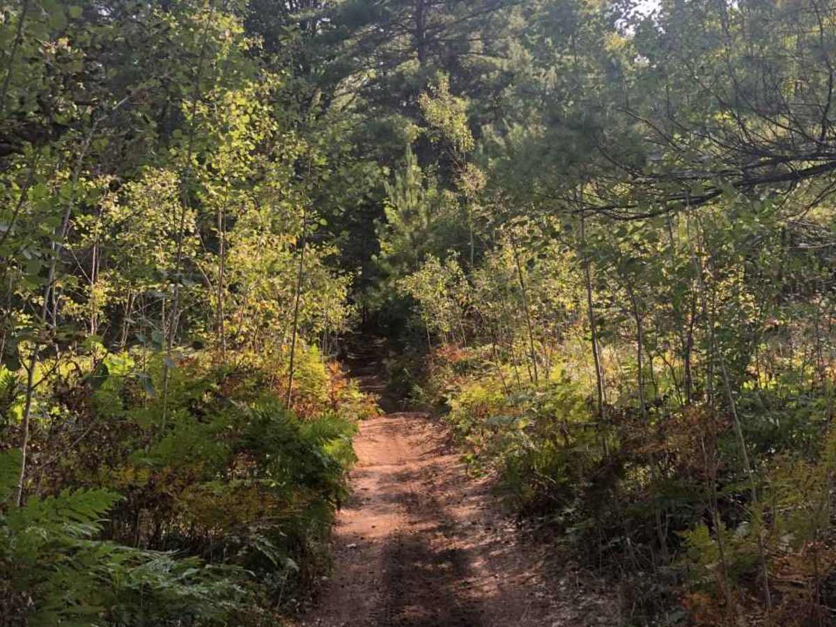 East Missaukee Trail Loop trail photo