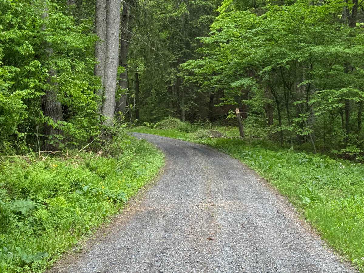 Little Greenlick Road photo 6