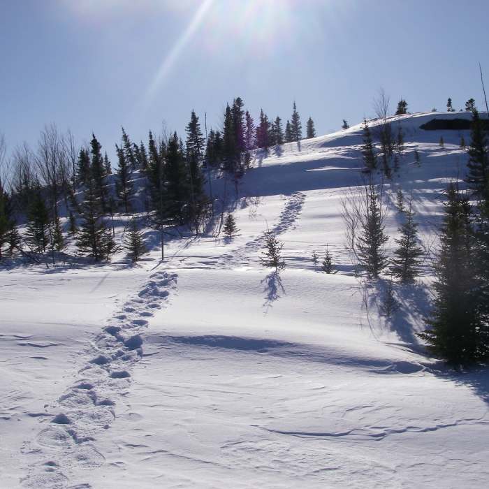 Near McLean Lake Trail