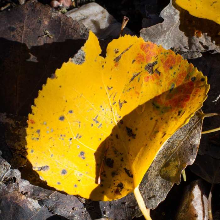 Near Deseret Peak Hike Near Deseret Peak Hike