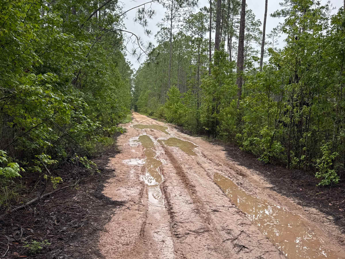 Ocala National Forest Road 65 photo 5
