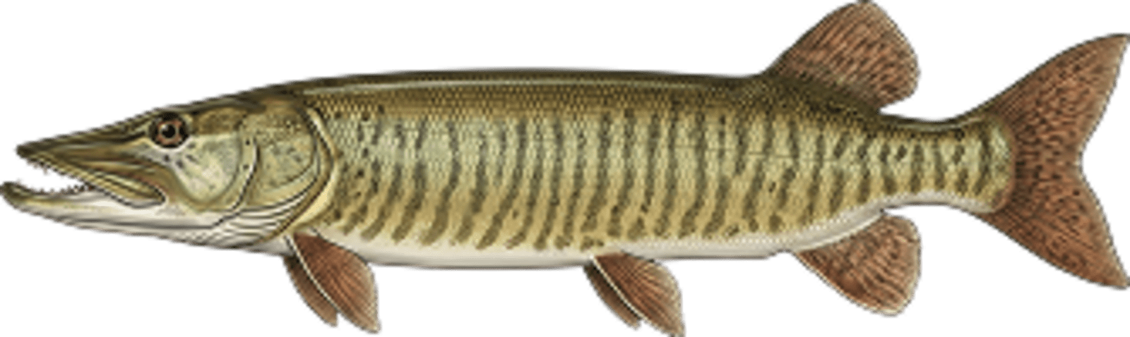 Muskellunge