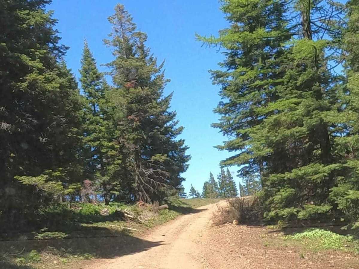 Barber Springs Road photo 6