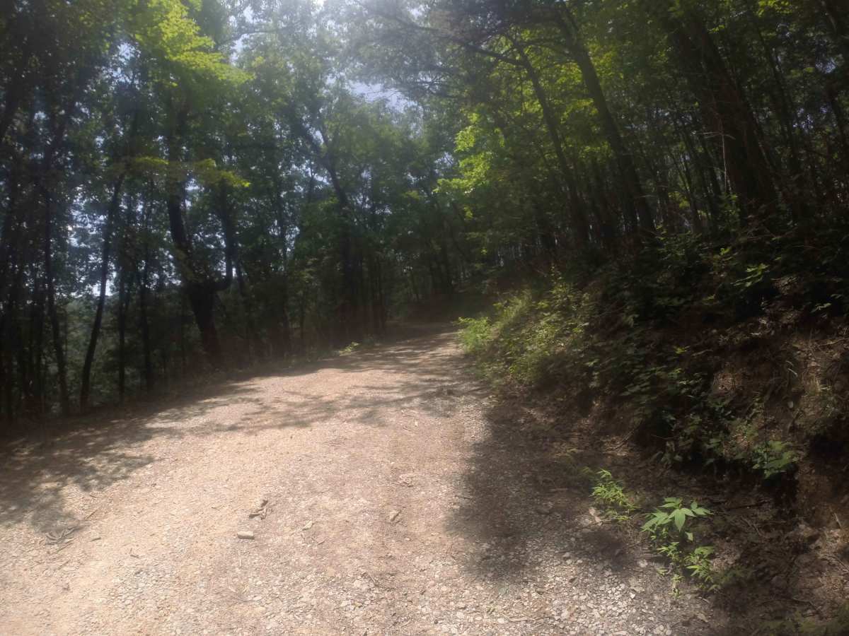 Chestnut Mountain - FS 212 photo 3