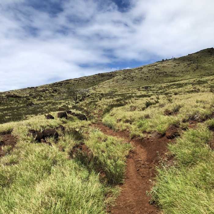 Near Lahaina Pali Trail