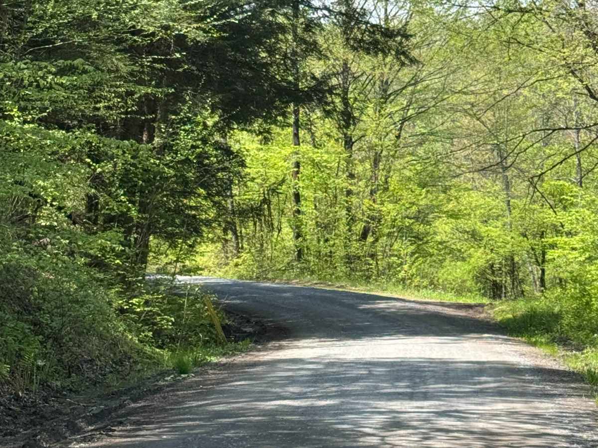 Porcupine Road photo 4