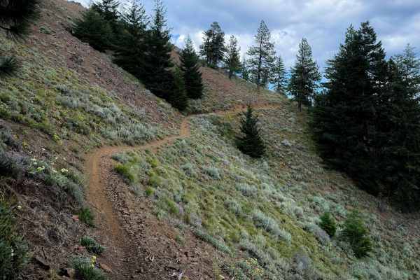 Taneum Ridge - FS 1363