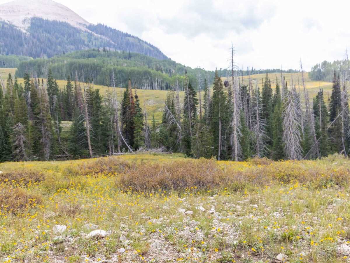 Giant Aspen Trail photo 6