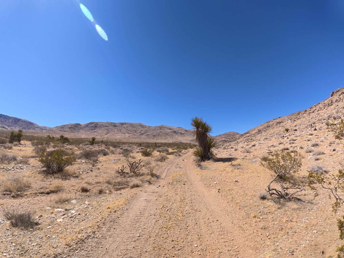 BLM SV2674 photo 2