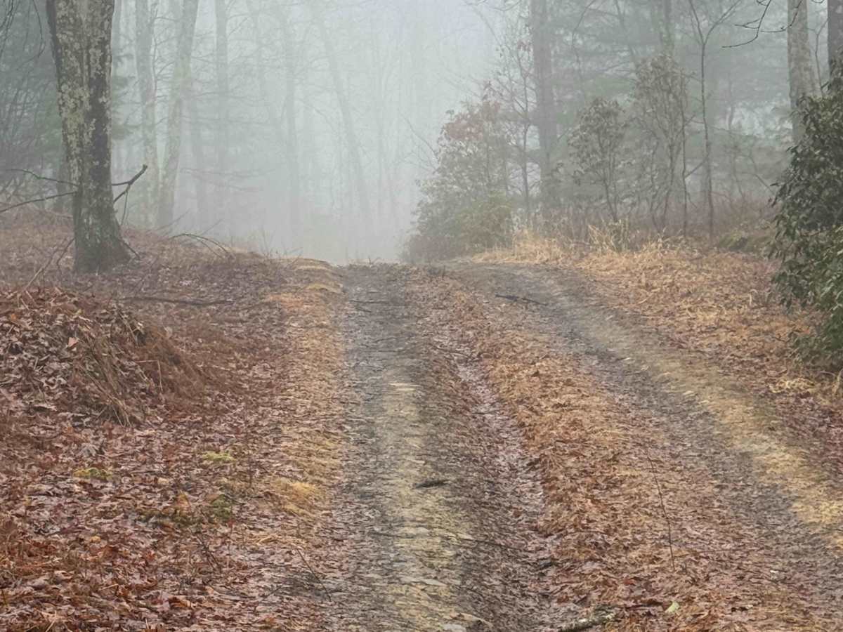 Stellys Trail photo 4