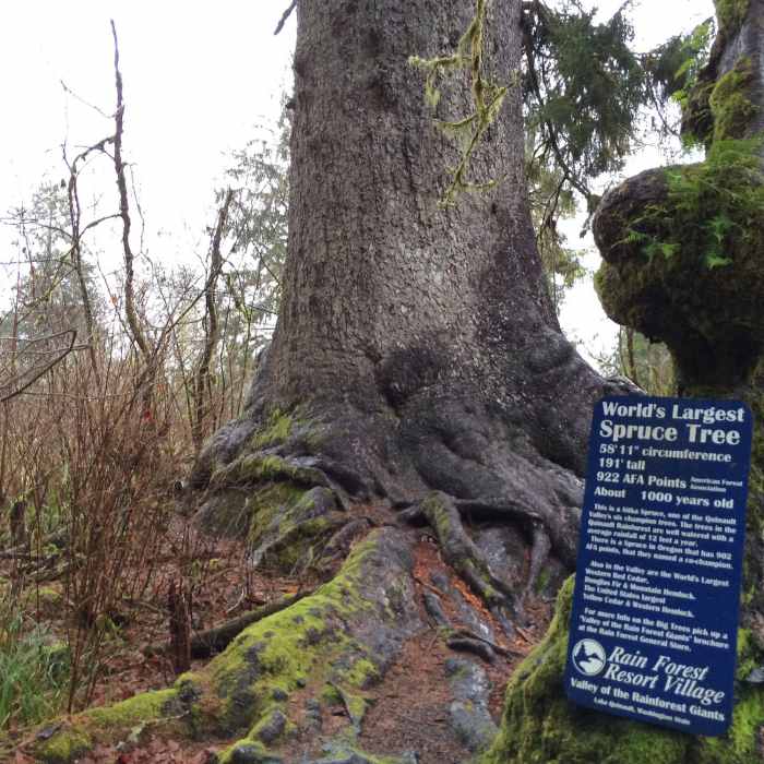 191' tall, 1000 years old Near Resort Trail