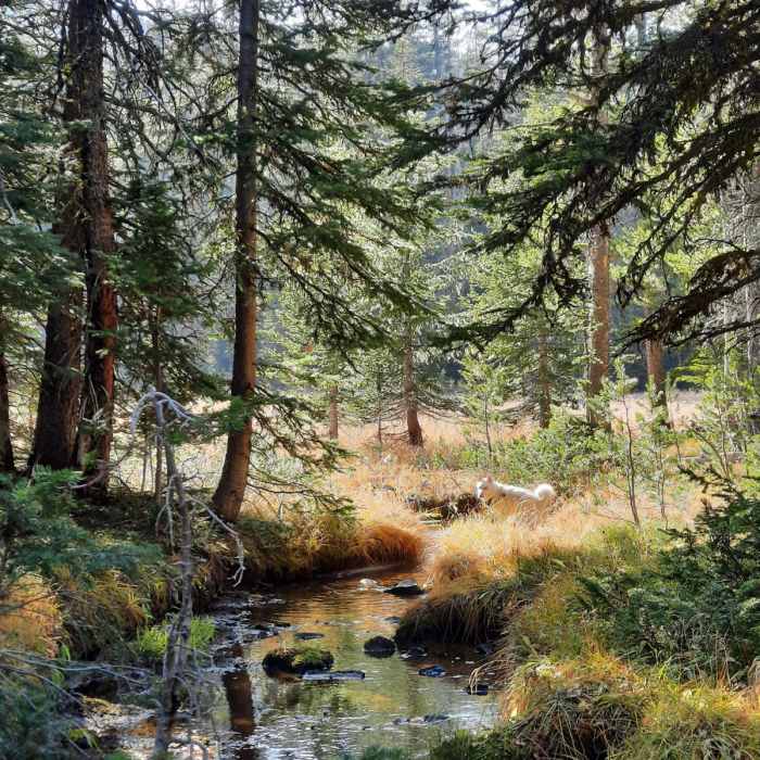 Near Golden Trout Lakes Trail CE