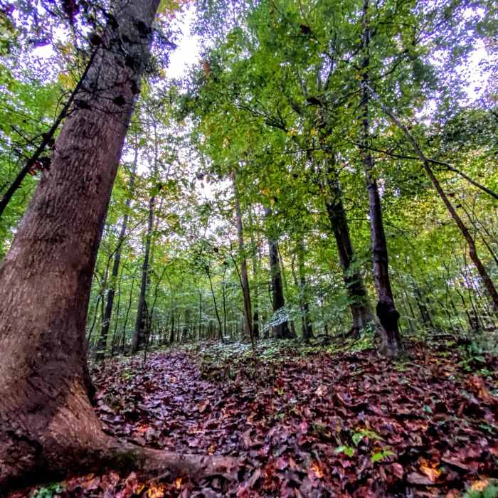 Near Two Forks Trail