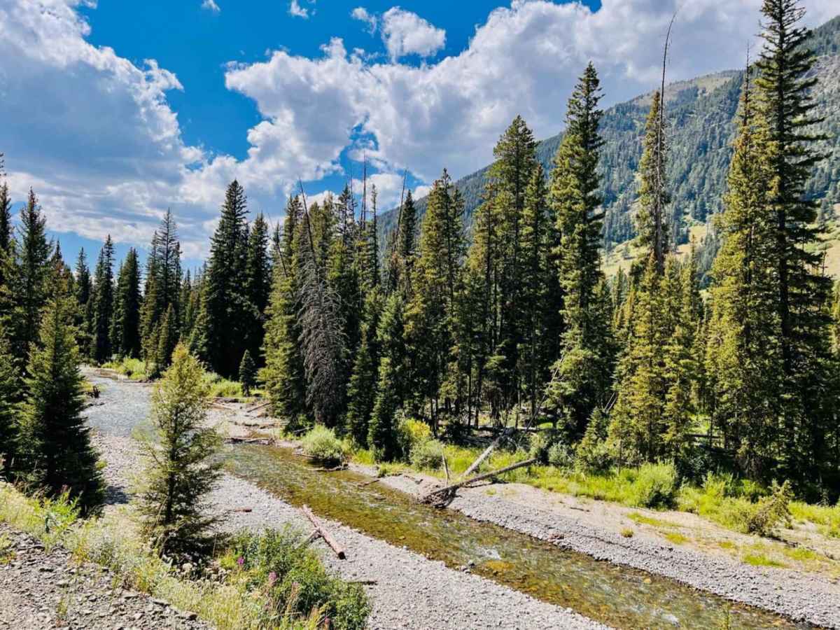 Beaver Creek Gallatin Forest photo 4