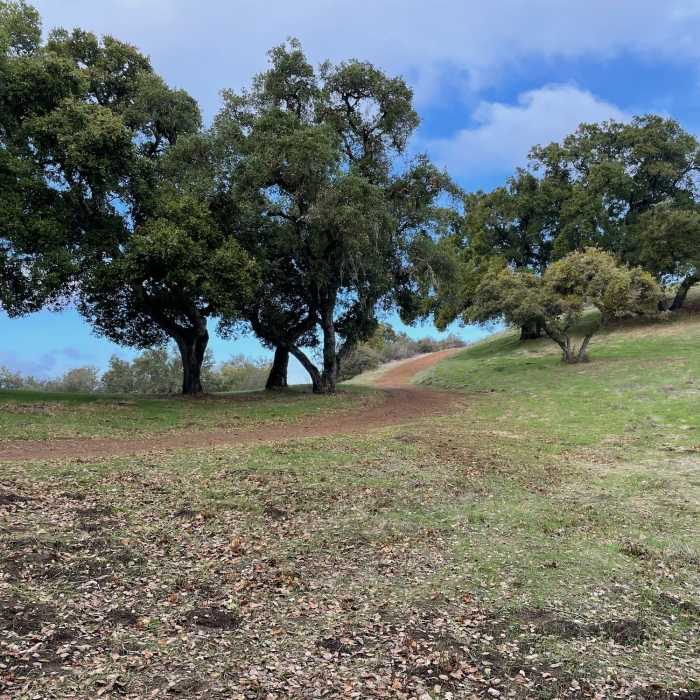 Near Los Trancos Loop