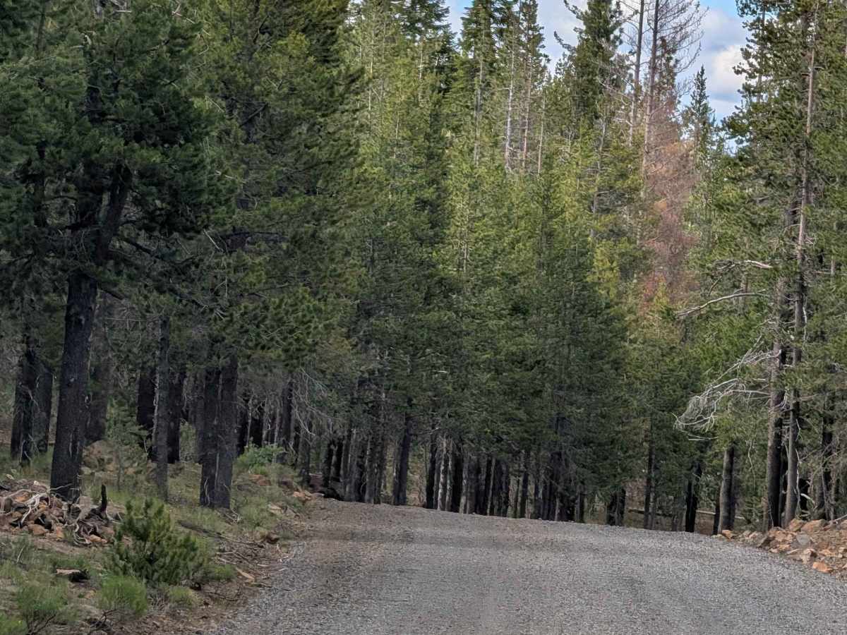 Medicine Lake Road - FS 44N75 photo 5