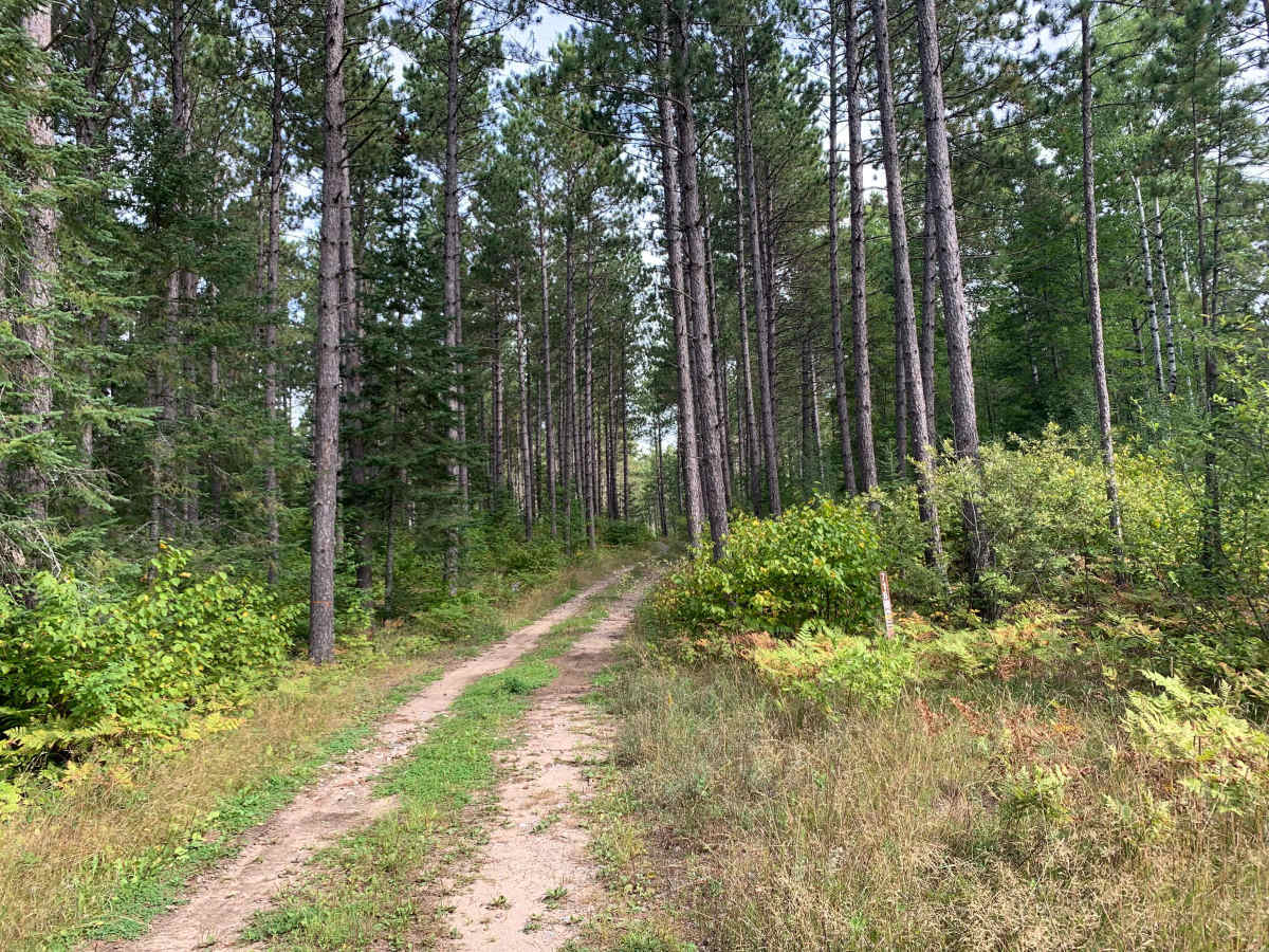 FH 14 Spur - FS 716 trail photo