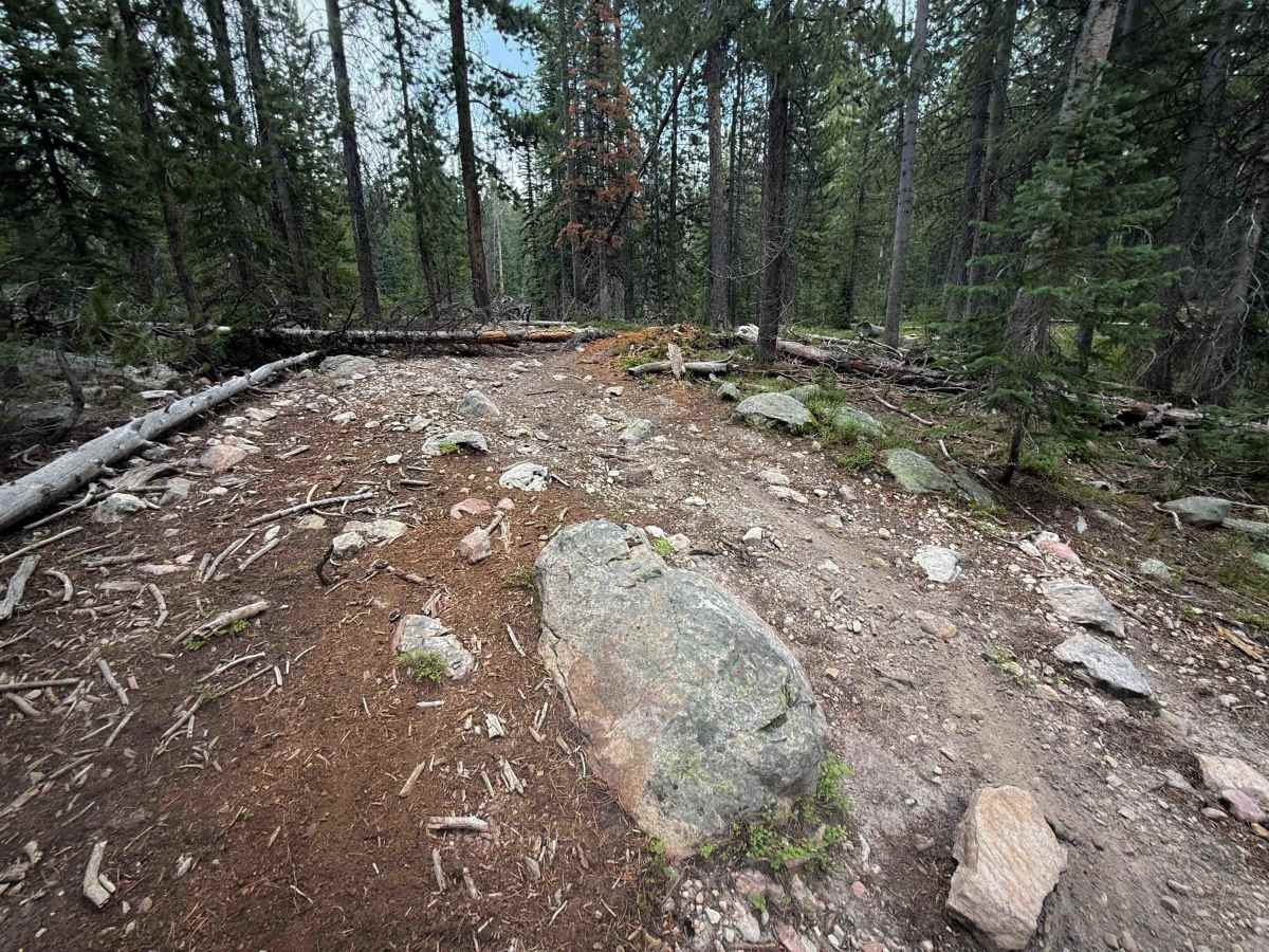 Bushwhack - FS 307  photo 2